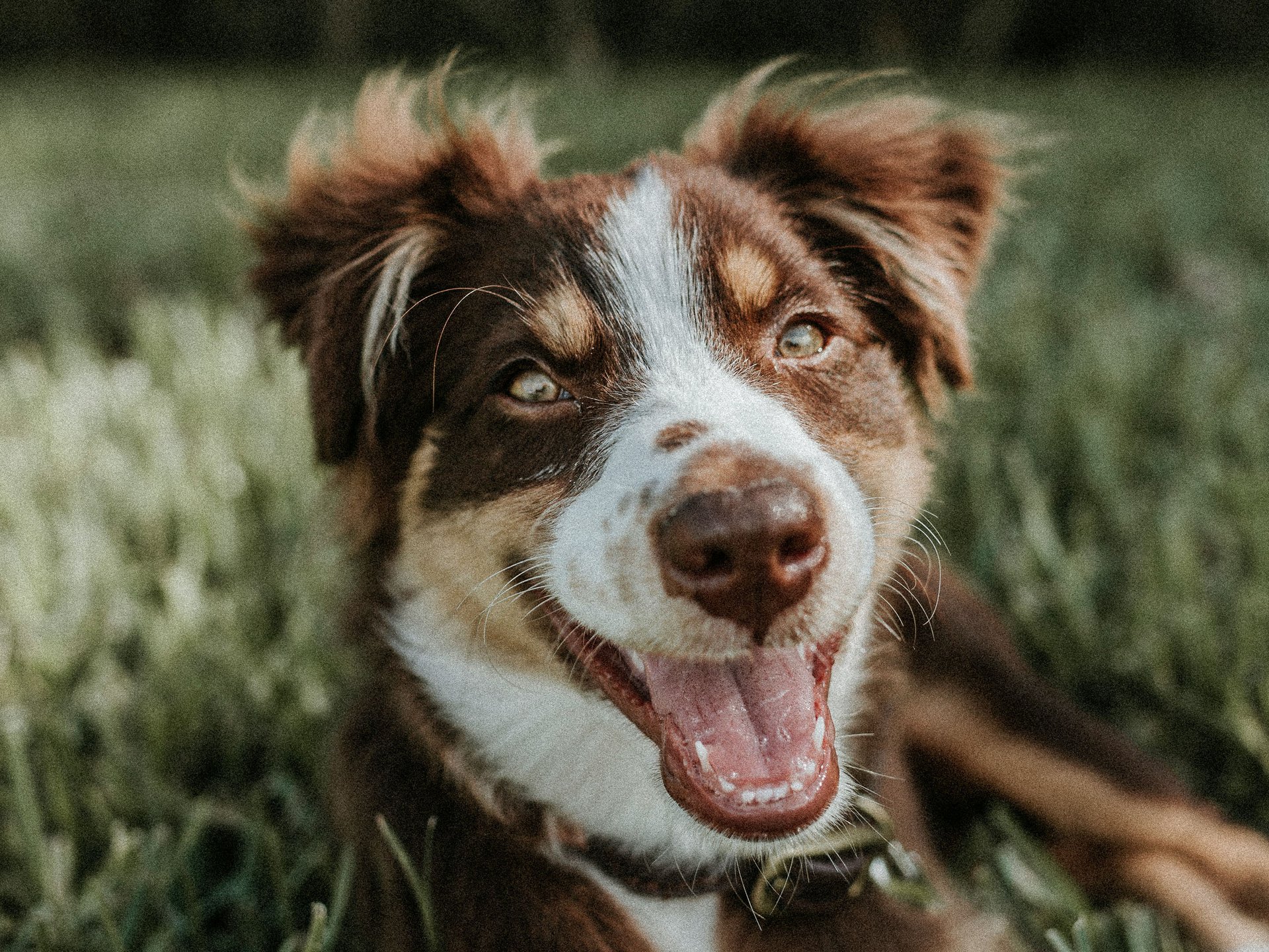 Das Cervosa als hundefreundliches Hotel in Tirol